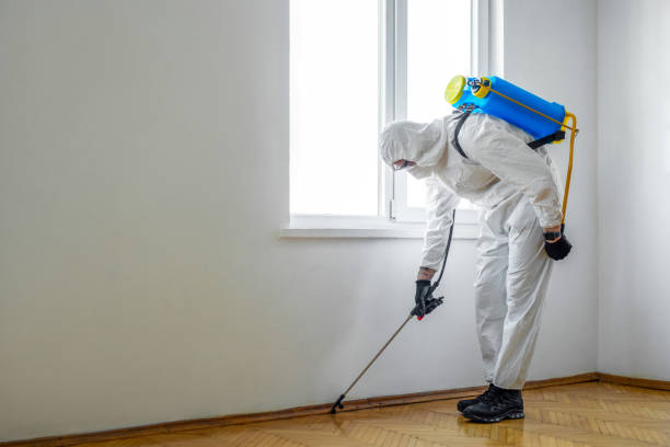 Best Flea Control Services  in Locust, NC